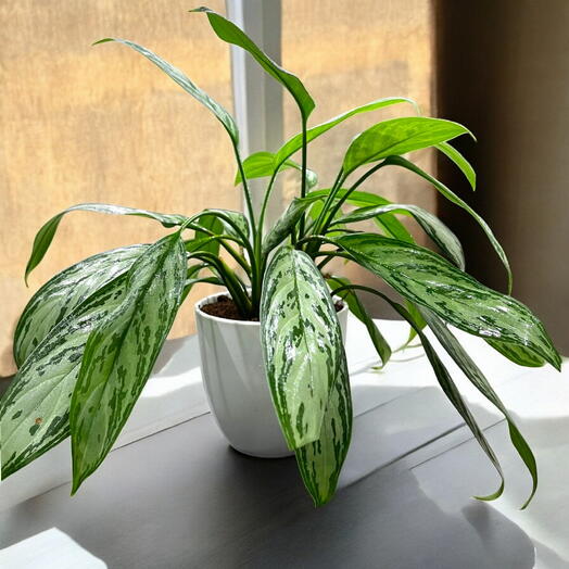 Aglaonema – Silver Queen - Plastic Pot