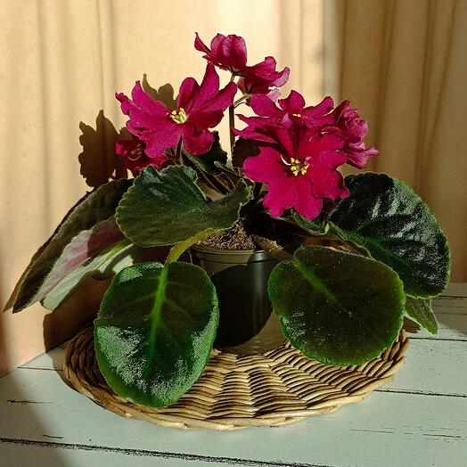 Фиалка *95 (сенполия) ЛЕ-Вега, цветущая