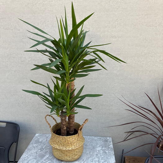 2 Govdeli Yuka Çiçeği - (Avize Çiçeği - Yucca Elephantipes)