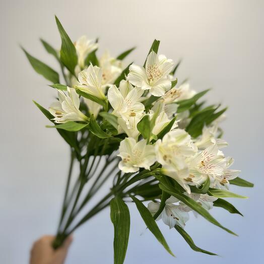 7 белых альстромерий перевязанные лентой