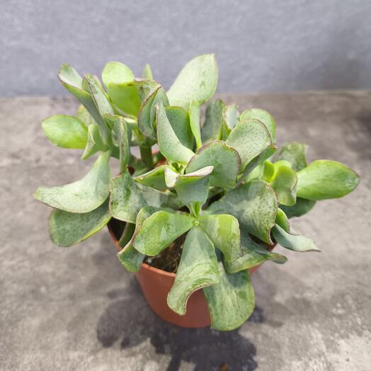 Крассула микс Кучерявое денежное дерево