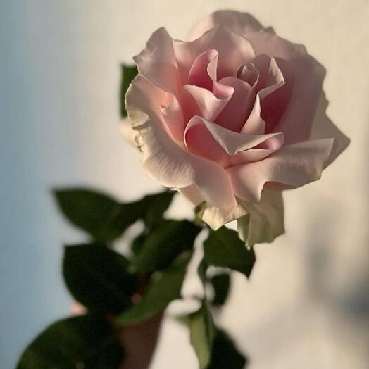 Aflower