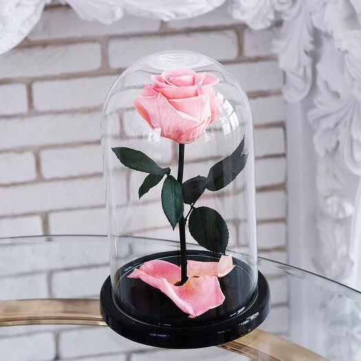 Red-Roses