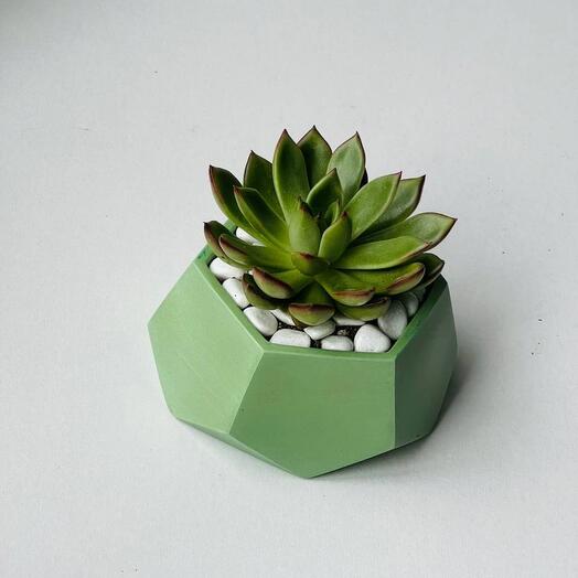 Succulent flower in a light green geometric planter