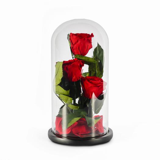 Scarlet Red Preserved Roses in a Glass Dome Trio