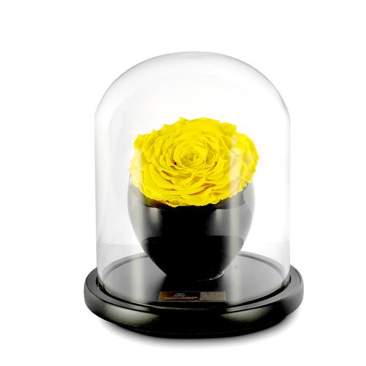 Yellow Preserved Roses in crystal vase Single