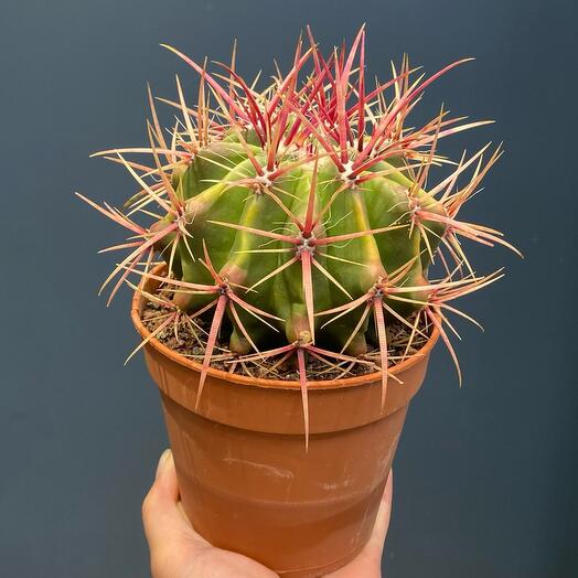 Ferocactus