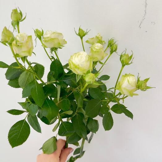 White Drunkenly visible Rose