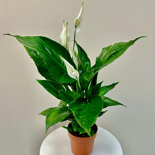 Spathiphyllum sweet chico Indoor plant