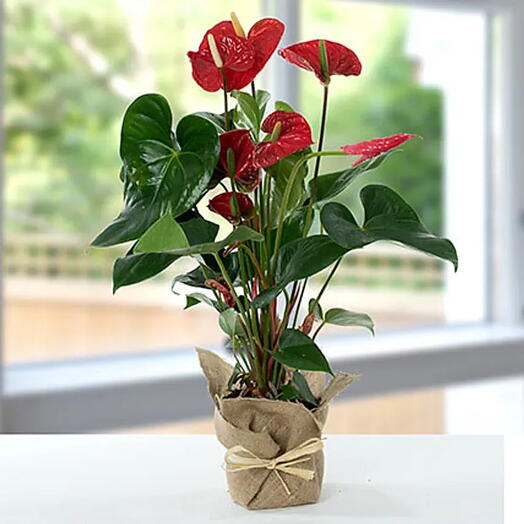 Red Anthurium Plant in Jute Wrap