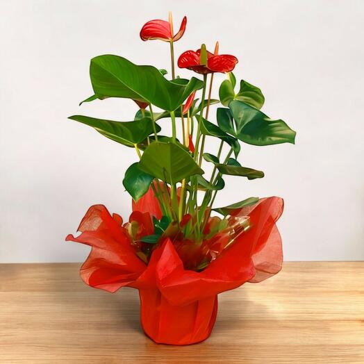 Planta Anthurium