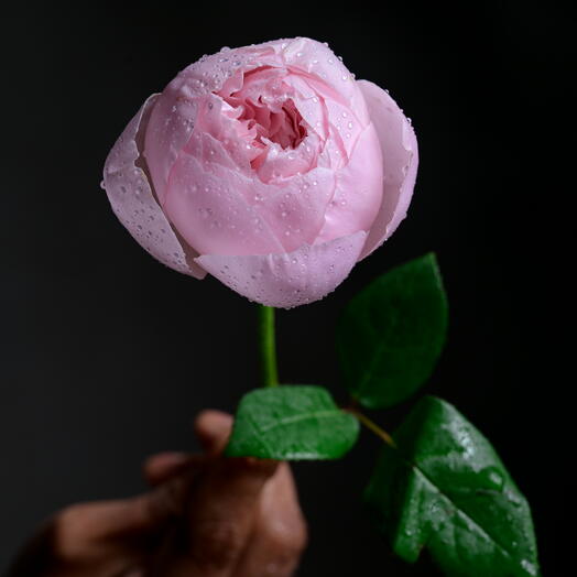 Natural Fragrant Peony Rose