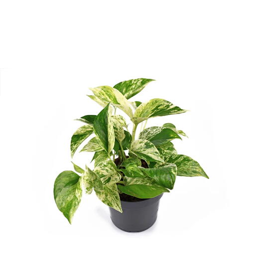 Epipremnum Pinnatum  Marble Queen  (Money Plant)