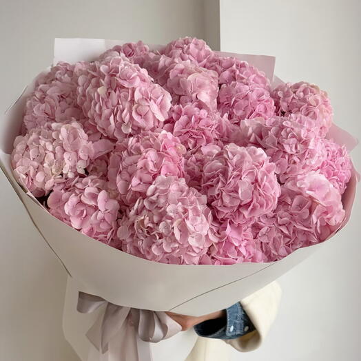 21 PINK HORTENSIAS