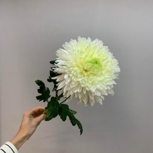 Chrysanthemum