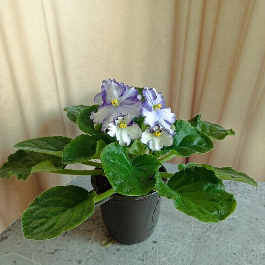 Фиалка сине- белая цветущая (*7)