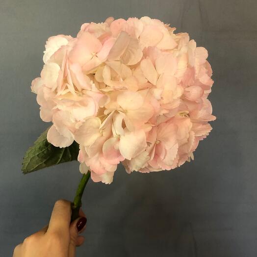 Mon Fleur