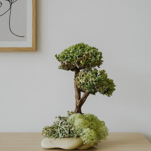 Cetraria