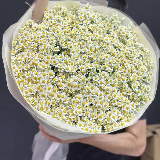 Ромашки 💐💐