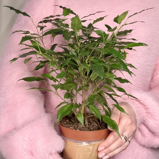 Gorodskie dzhungli (Urban jungle.shop)