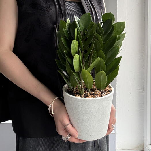 Pocket Jungle
