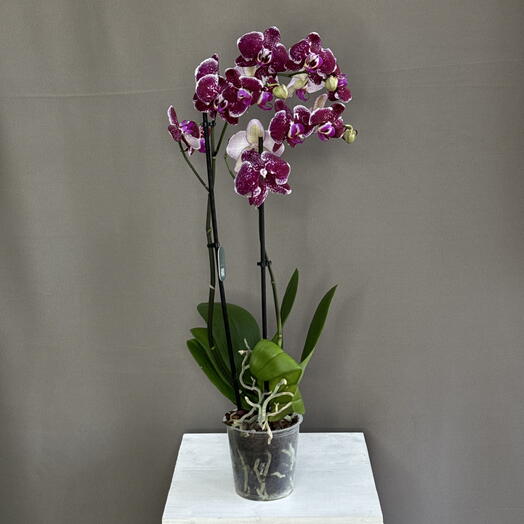 Fenomen Flowers
