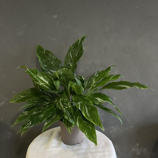 Flora Decor