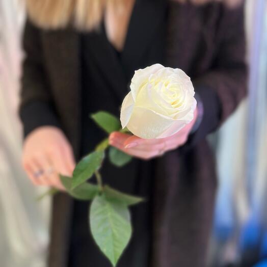 Rosa blanca 50 cm