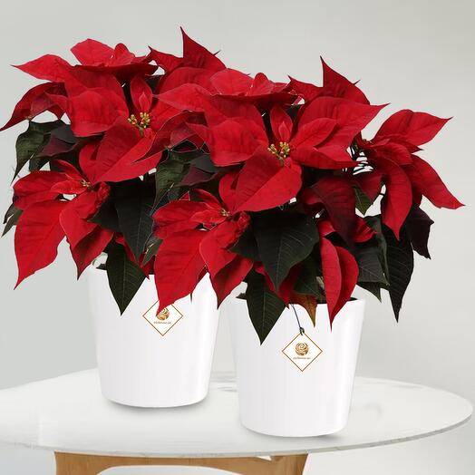 Poinsettia Plants in White Box