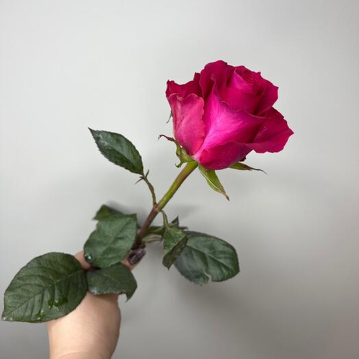 Pink Rose gotcha ecuador 60 cm