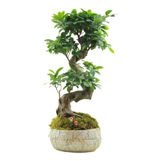 Ginseng Bonsai