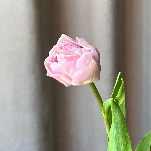🎀Пионовидный Голландский тюльпан розовый. Цветы в подарок женщине, любимой девушке, жене, невесте, дочке