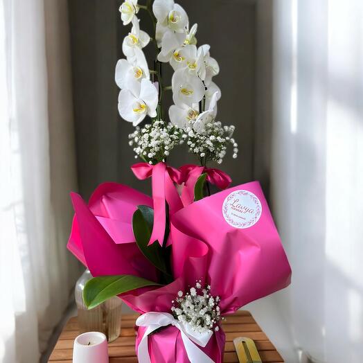 Lavya white orchid