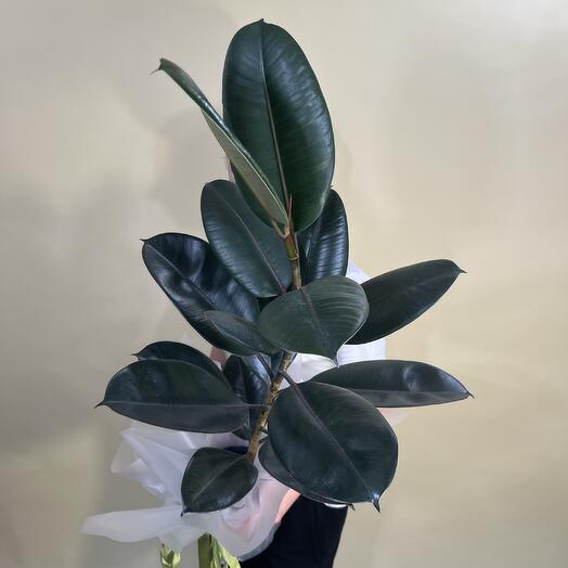 Комнатное растение ФИКУС АБИДЖАН