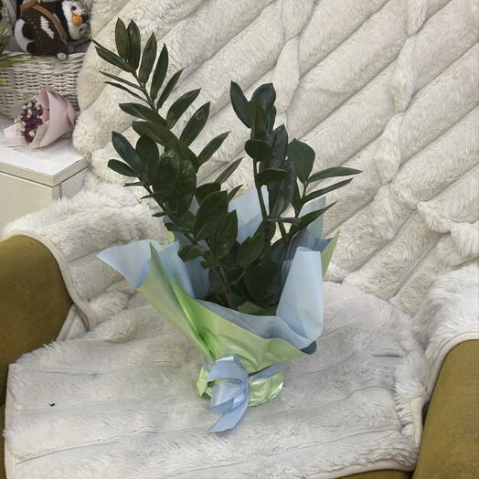 Oze flowers 