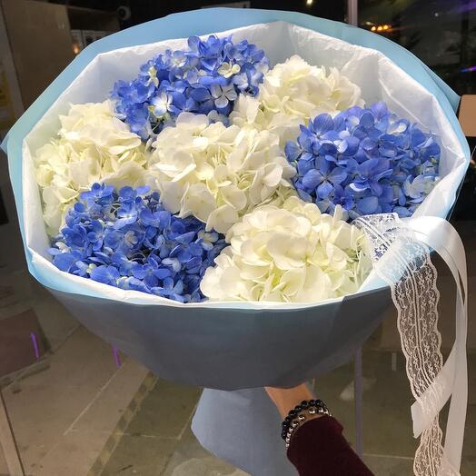 Blue white hydrangeas