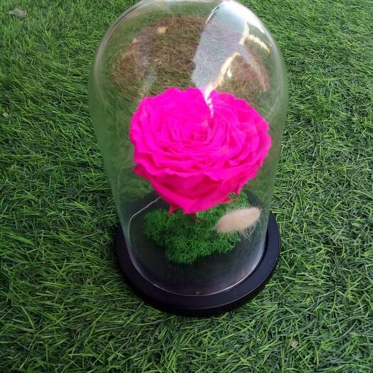 Pink Color Forever / Infinity Rose