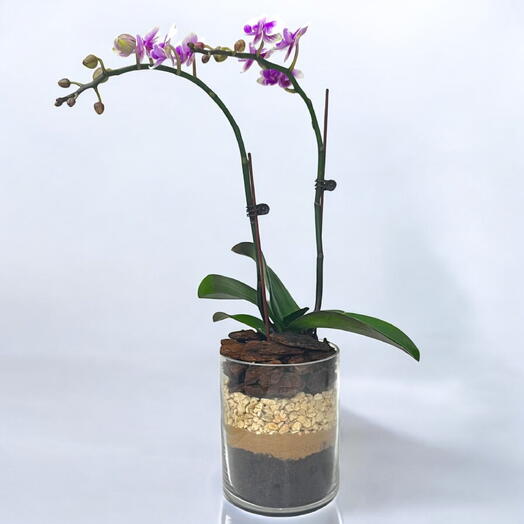 Variegated Mini Orchid in Decorative Glass Vase