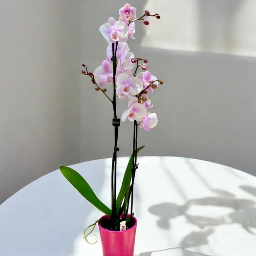 ORQUIDEA 60 CM