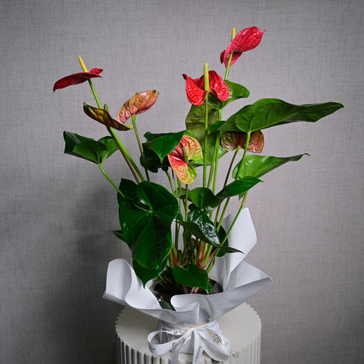 Jumbo Flamingo Plant - Red (Anthurium)