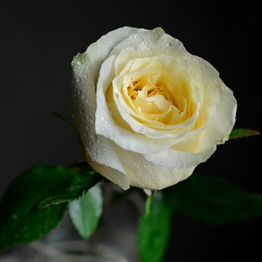 Cream Garden Rose