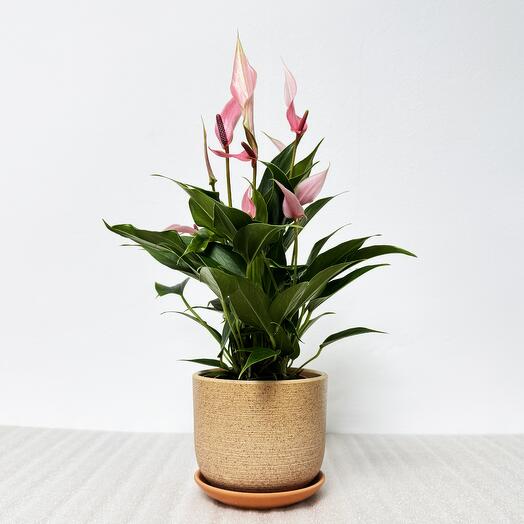 Антуриум Лили розовый в кремовом керамическом горшке с поддоном, высота 30-35см