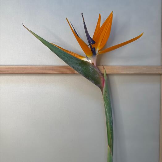 MisunFlora
