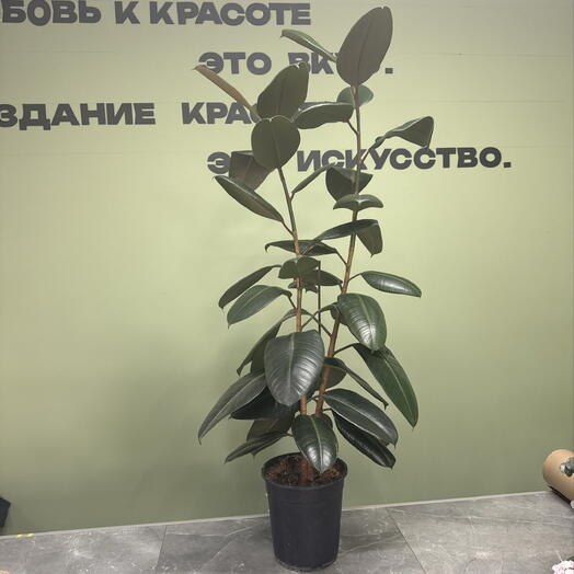 Cvetochnaya Masterskaya