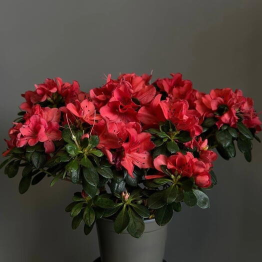 Cute Flowers
