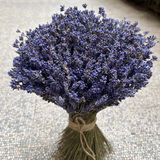 Nigella_flowers_by