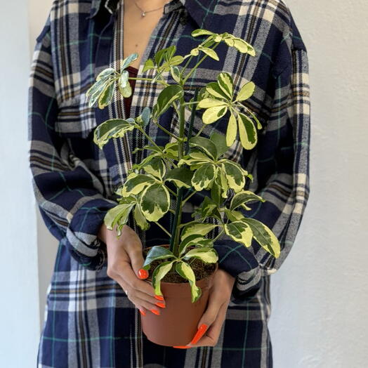 Flower story