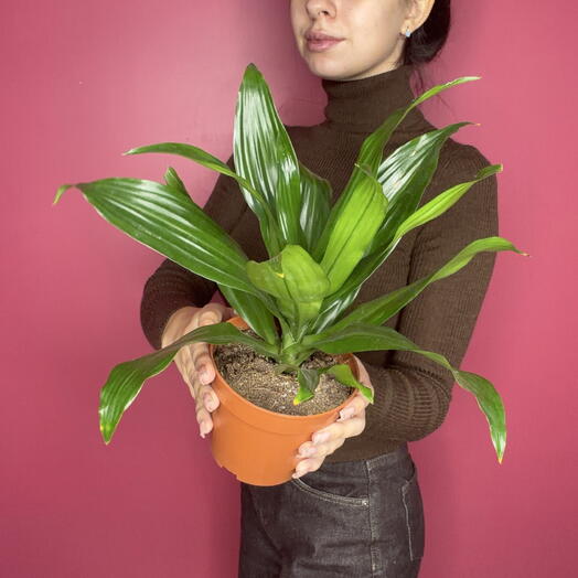 LizaFlower