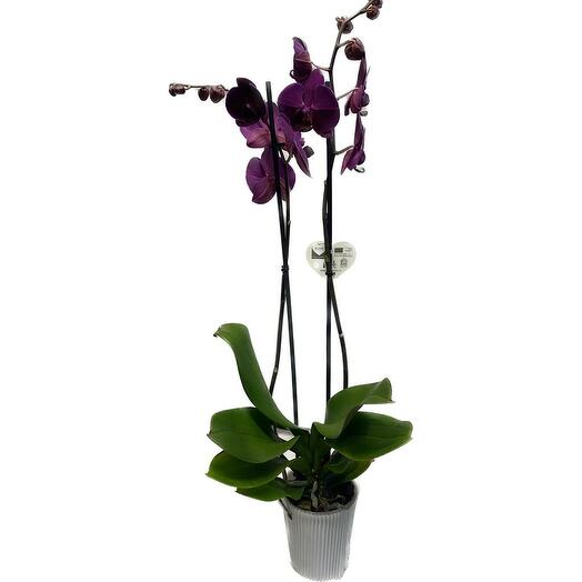 Orquidea Phalaenopsis