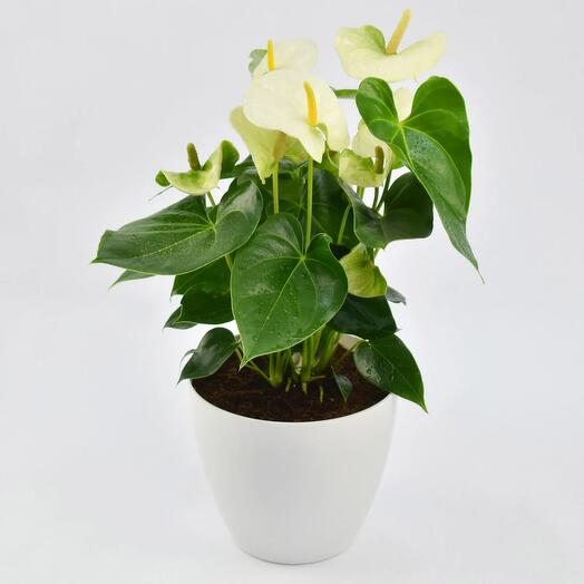 White Anthurium Plant In White Pot